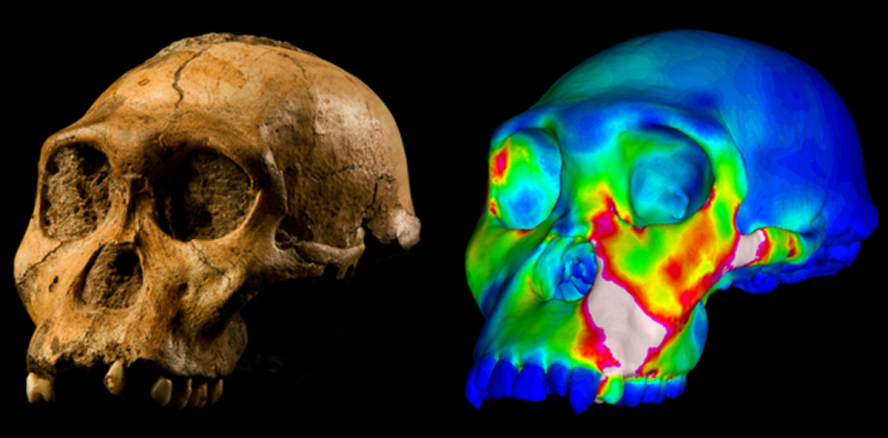 Früher menschlicher Vorfahre konnte nicht mehr kräftig zubeißen