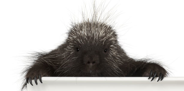 Bald Injektionsnadeln nach Stachelschwein-Vorbild?