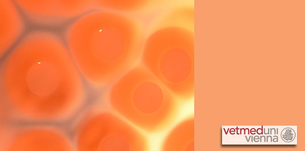 Mit infrarotem Licht den Bakterien auf der Spur