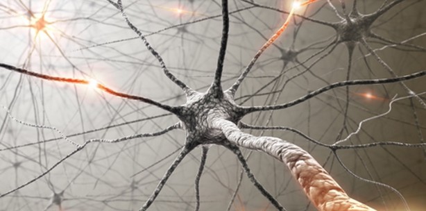 Insulin-Wirkung im Gehirn kann zu Fettleibigkeit führen