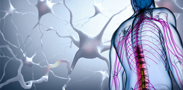 Nasenzellen im Rückenmark: Gelähmter macht erste Schritte