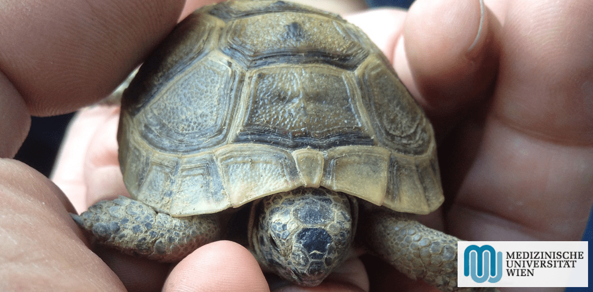 Studie: Ähnliche Proteine schützen Haut von Mensch und Schildkröte