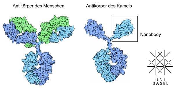 Neue Forschungsansätze durch Nanobodies
