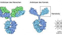 Neue Forschungsansätze durch Nanobodies