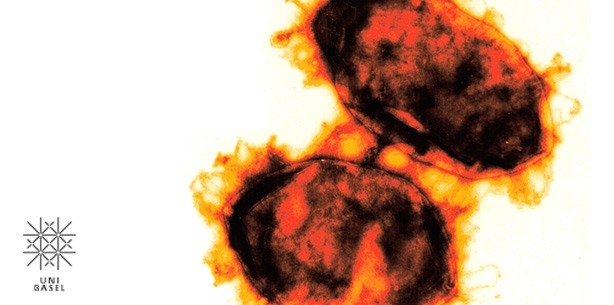 Bakterien schleusen DNA in menschliche Zellen ein