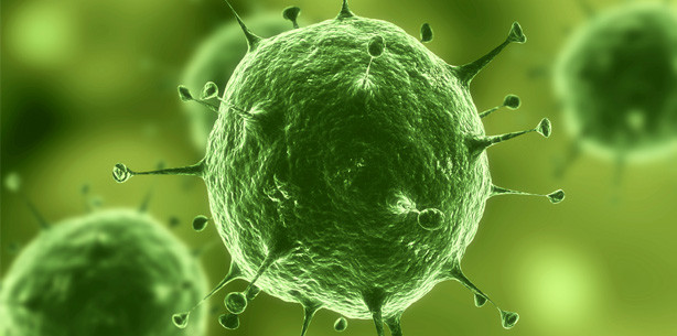 Fresszellen als Komplizen von Viren