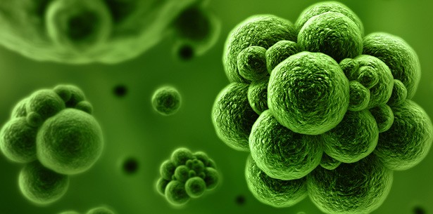 Neuer Mechanismus zur Abwehr von Viren und Krebs entdeckt