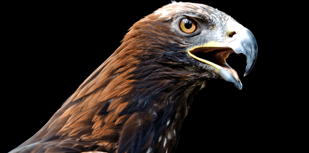 Wie die Vögel ihre Zähne verloren