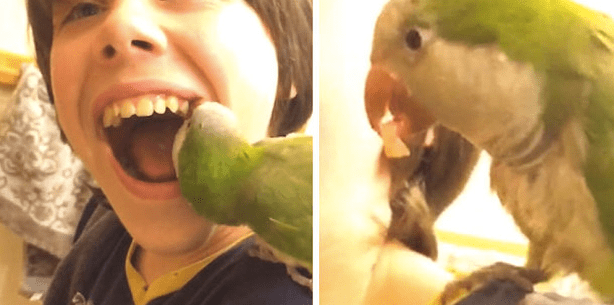 Jetzt wirds tierisch: Papagei als Zahnfee