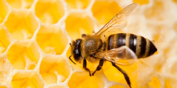 Forscher entdecken uralte Zahnfüllung aus Bienenwachs