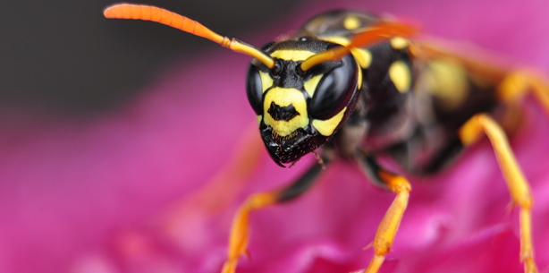 Was tun bei einem Insektenstich in Mund und Rachen?