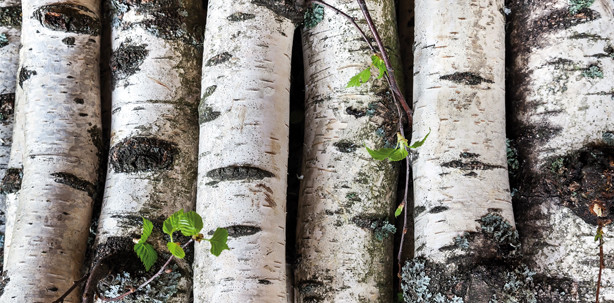 Schnelle Wundheilung mit Birken