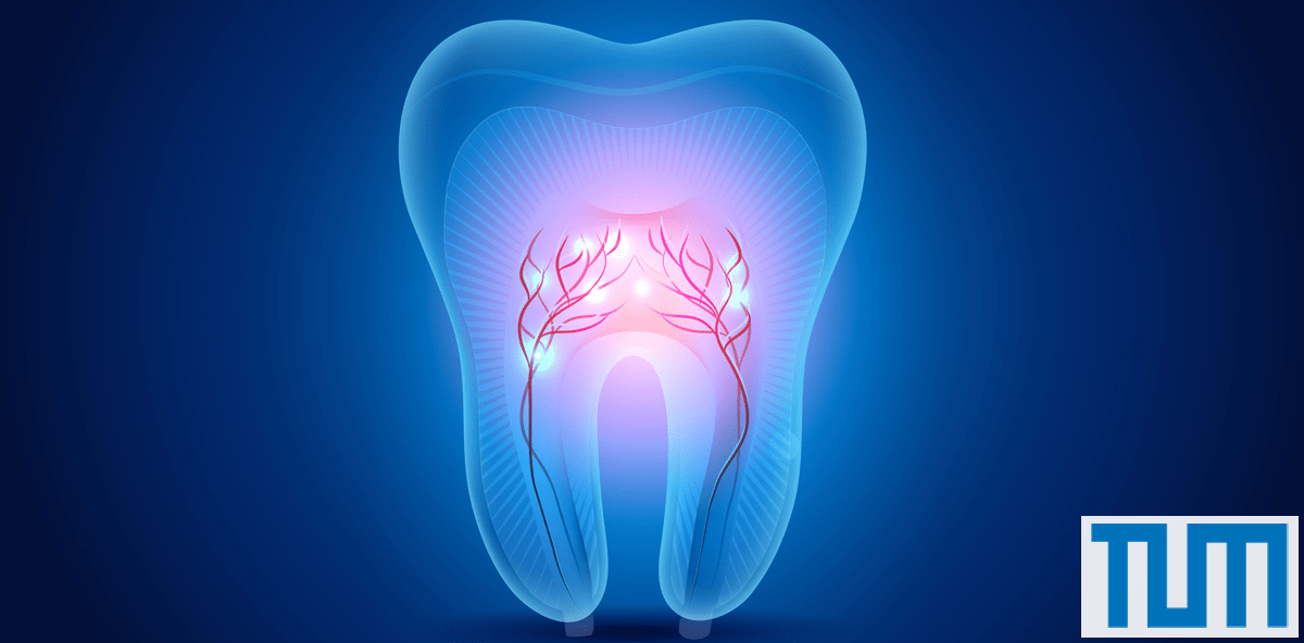 Neues Röntgenverfahren: Details aus dem Inneren eines Zahns