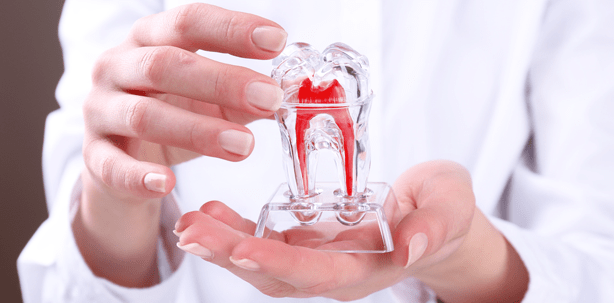 Fortschritt in der dentalen Stammzellenforschung