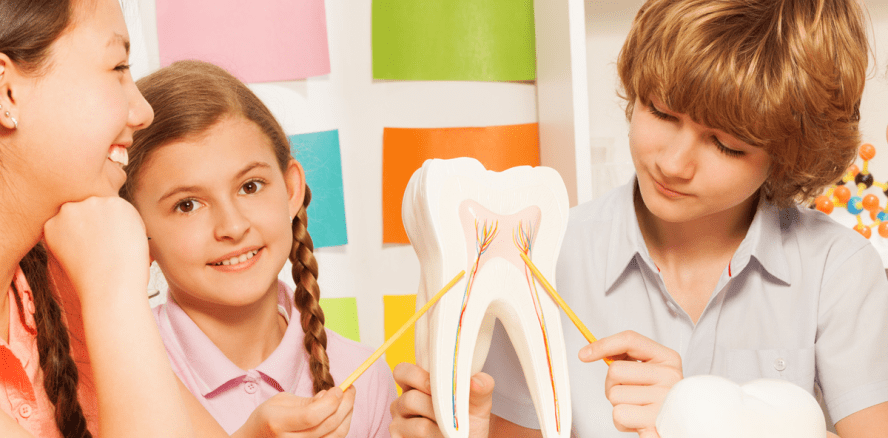 Zahnversiegelungen: Experten appellieren für mehr Initiative an Schulen