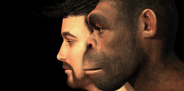 Zahnstein verrät: Vorfahren hatten detailliertes Pflanzenwissen