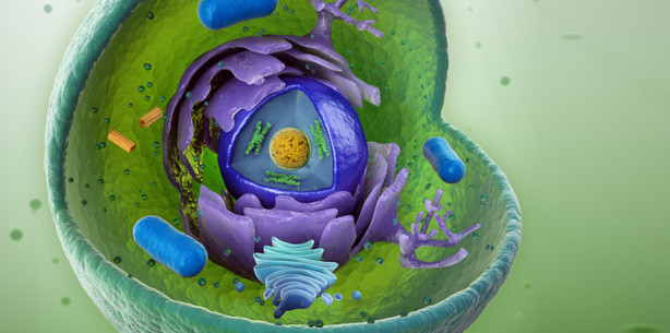 ETH Zürich: Biologische Computer zerstören Krebs