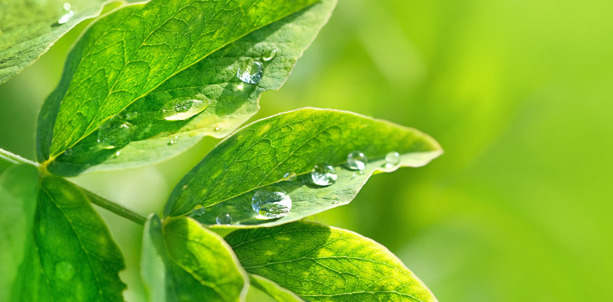 DIE GRÜNE PRAXIS – Wettbewerb 2022 sucht Best-Practice-Beispiele