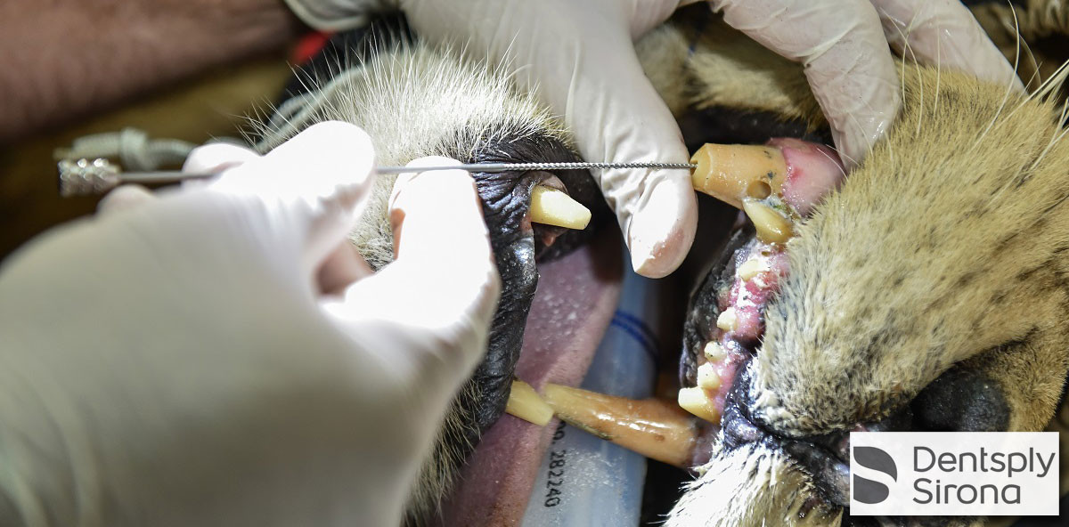 Löwen, Delfine & Co.: Tierische Wurzelbehandlung von Dentsply Sirona