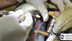 Löwen, Delfine & Co.: Tierische Wurzelbehandlung von Dentsply Sirona