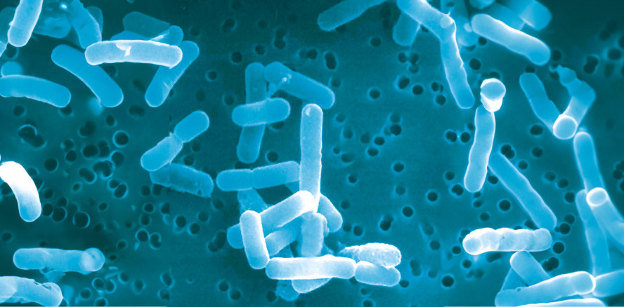 Probiotika bei der Behandlung von Gingivitis und Parodontitis