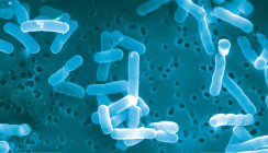 Probiotika bei der Behandlung von Gingivitis und Parodontitis