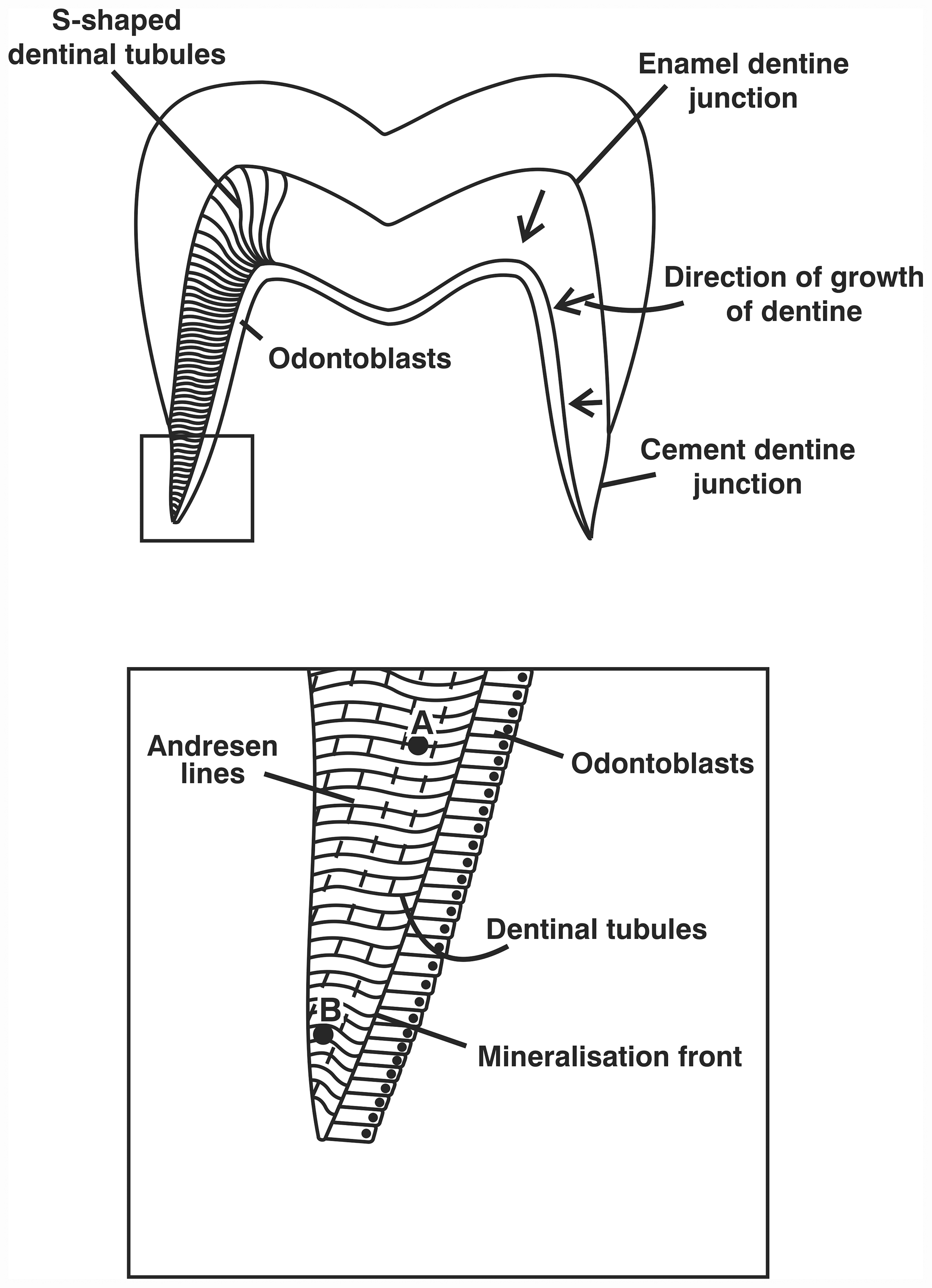 dentin